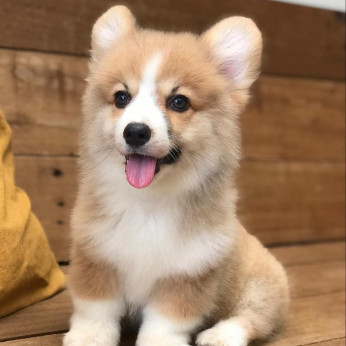 Imádnivaló Pembroke Welsh Corgi.