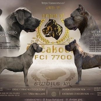 Cane corso kölykök
