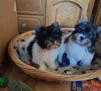 Biewer yorkshire yorki 3,5 hónapos 1 kisfiú és 1 kislány 3 x oltva gazdit keres!