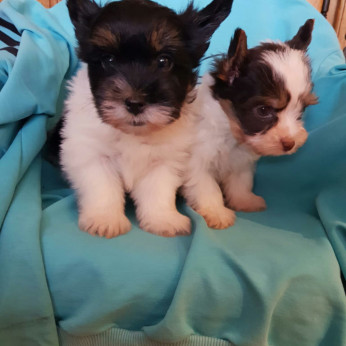 Biewer yorkshire yorki kisfiú-kislány gazdit keres! 2 x oltva