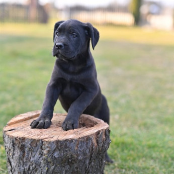 Cane Corso kiskutyák eladók