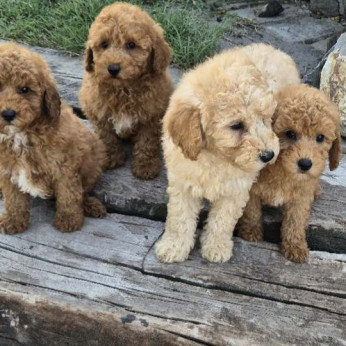 Uszkár és Maltipoo kölykök