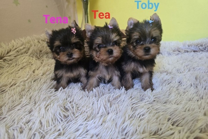 Mini Yorkshire Terrier