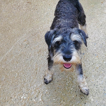 Eladó törpe schnauzer kiskutyák