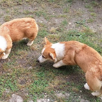 Két növendék corgi lány eladó
