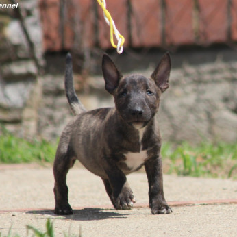 Miniatűr bullterrier kölykök