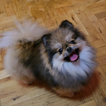 Pomerániai spitz kölykök