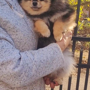 Pomerániai BOO TOP osztályú kölykök