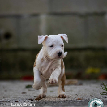 Amerikai Stafford terrier kölykök