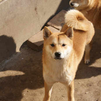 Shiba inu kölykök