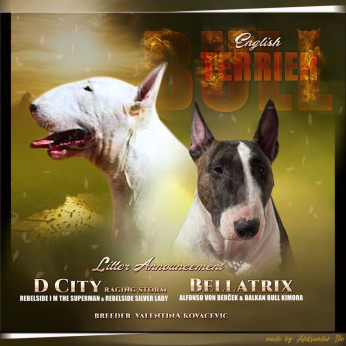 Bullterrier kölykök