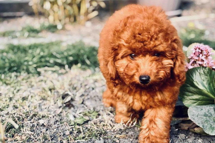 Vörös törpeuszkár