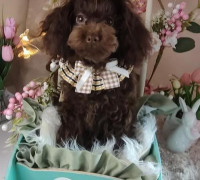 Barna uszkár, szuka