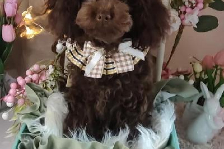 Barna uszkár, szuka