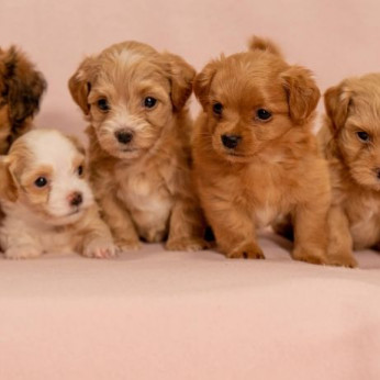 Havanese Bichon kölykök