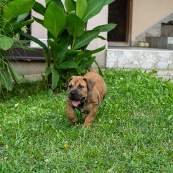 Dél-afrikai masztiff – Boerboel kiskutyák