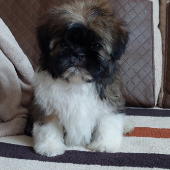 Shih-tzu babák Eladók!