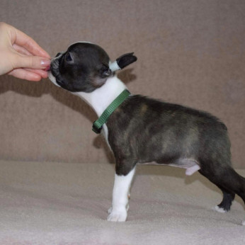 Boston terrier kölykök