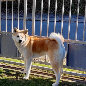 Japán Akita Inu kiskutyák