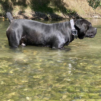 Dél-afrikai masztiff - Boerboel kölykök