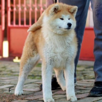 Akita Inu