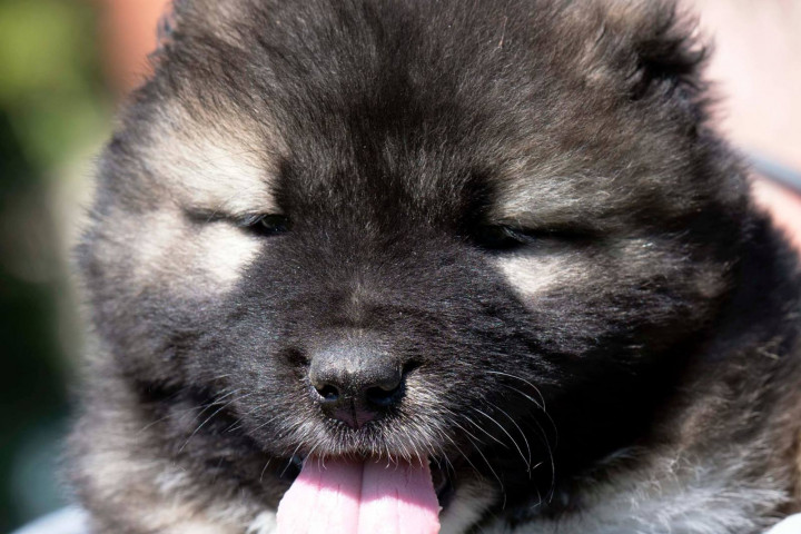 Kaukázusi juhászkutya – kölykök