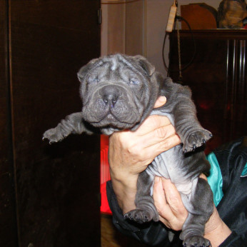 Shar-pei kiskutyák eladók