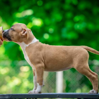 Amerikai staffordshire terrier kölykök