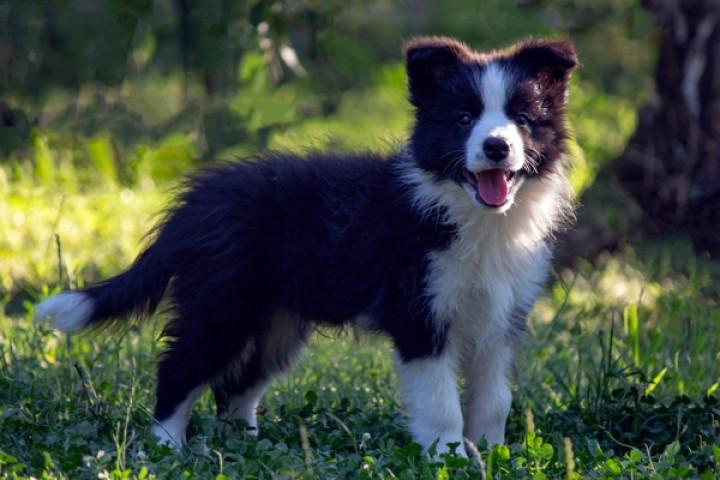 Border Collie - Border collie kölykök
