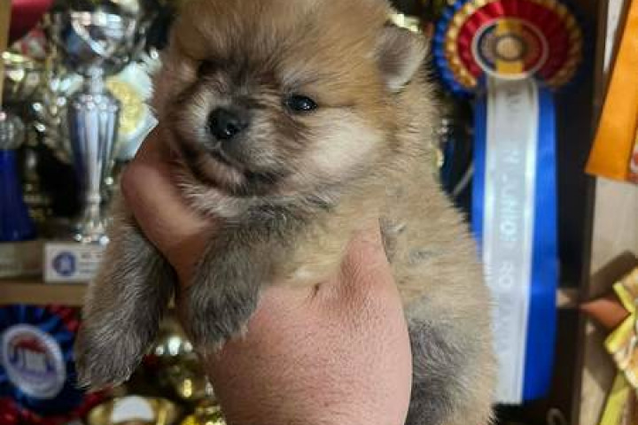 Pomerániai, kiváló minőségű kölykök