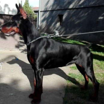 Doberman kiskutyák eladók