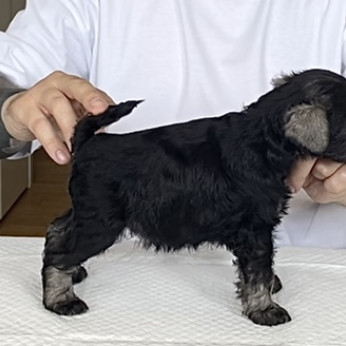 Miniatűr schnauzer kölykök