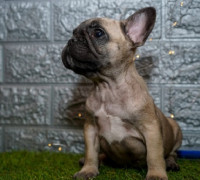 Francia bulldog