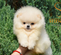 Pomeranian BOO – Prémium minőségű kölykök