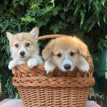 Walesi Corgi Pembroke kölykök