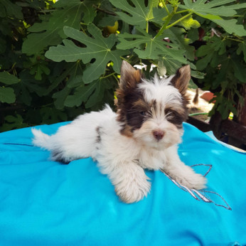 Biewer CSOKI yorkshire yorki mini kisfiú gazdit keres! 3 x oltva.