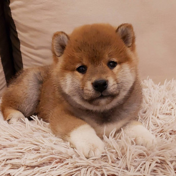 Shiba inu kölykök