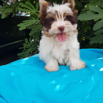 Biewer CSOKI yorkshire yorki mini kisfiú gazdit keres! 3 x oltva.