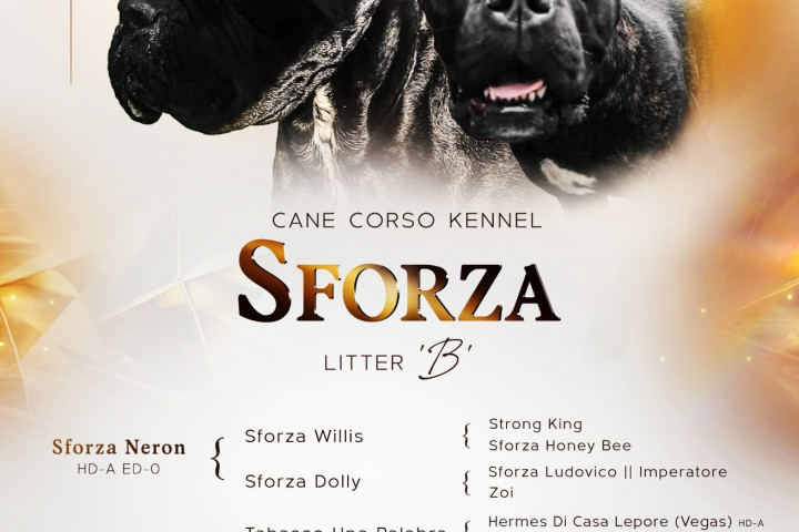 Cane Corso – eladó kölykök
