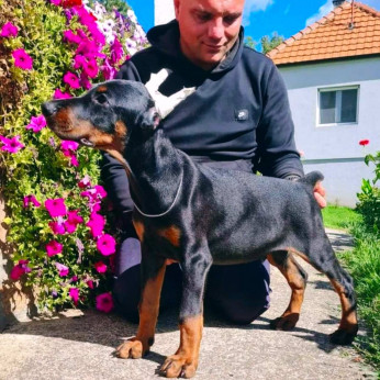 Doberman GYÖNYÖRŰ kutyusok