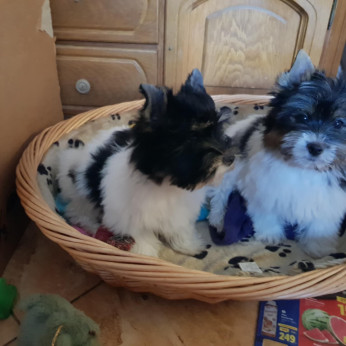 Biewer yorkshire yorki 3,5 hónapos 1 kisfiú és 1 kislány 3 x oltva gazdit keres!