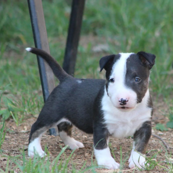 Mini bullterrier kölykök