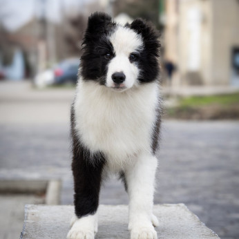 Border Collie kölykök
