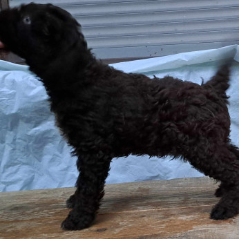 Lagotto Romagnolo kölykök