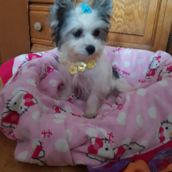 Biewer Yorki Yorkshire Terrier 4,5 hónapos kislány eladó!