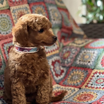Toy Uszkár (Poodle) kölykök