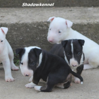 Mini bullterrier kölykök