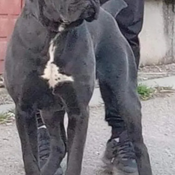Cane Corso kölykök