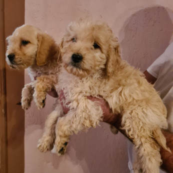 Goldendoodle kölykök