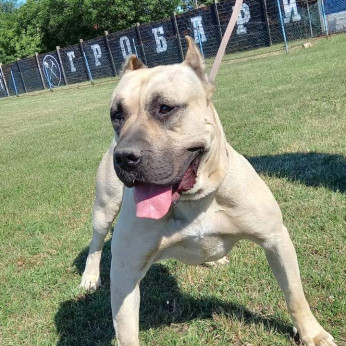 Presa Canario kiskutyák eladók